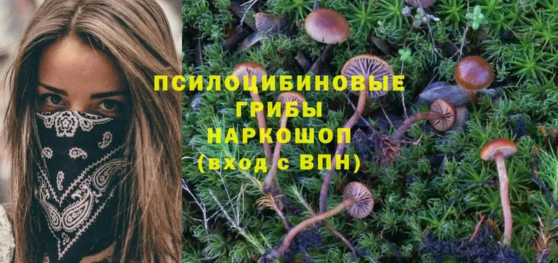 Псилоцибиновые грибы MAGIC MUSHROOMS  купить   Котельнич 